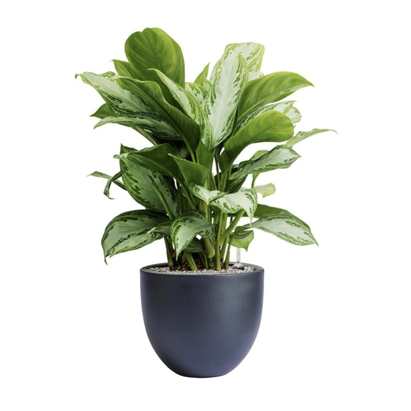 Pot de fleurs Dorlis Fiberstone noir