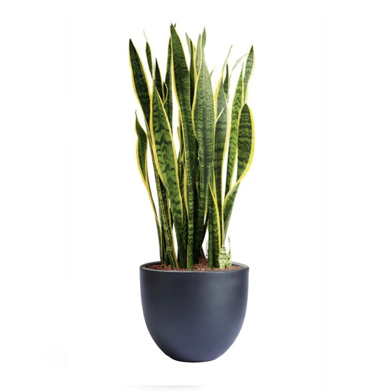 Pot de fleurs Dorlis Fiberstone noir