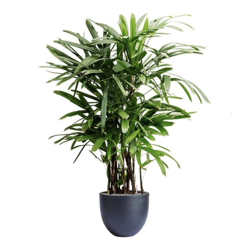 Pot de fleurs Dorlis Fiberstone noir